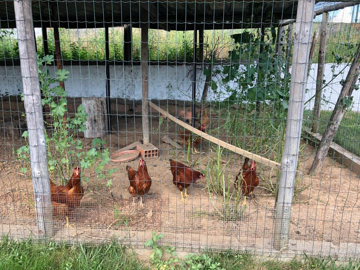 A Casa Amarela Διαμέρισμα Pinheiro de Coja Εξωτερικό φωτογραφία